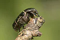 Cetonia aurata