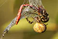 Araneus quadratus