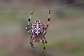 Araneus diadematus