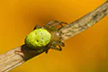 Araniella cucurbitina