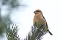 Loxia pytyopsittacus