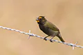 Tiaris olivaceus