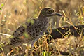 Burhinus capensis