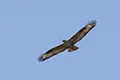 Buteo rufinus