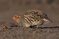 Perdix perdix