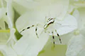 Misumena vatia
