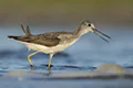 Tringa nebularia