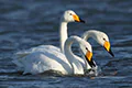 Cygnus cygnus