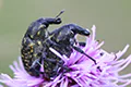 Larinus sp