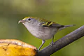 Setophaga pensylvanica
