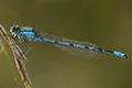 Coenagrion ornatum