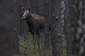 Alces alces