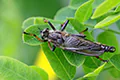 Neoitamus sp