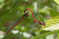 Pyrrhosoma nymphula