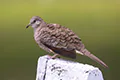 Columbina inca