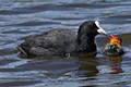 Fulica atra
