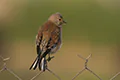 Carduelis cannabina