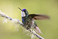 Lampornis castaneoventris