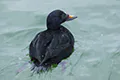 Melanitta nigra