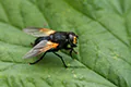 Mesembrina meridiana