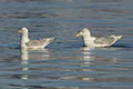 Larus glaucoides