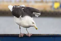 Larus marinus