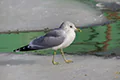 Larus canus