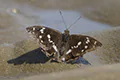 Apatura iris