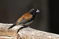 Lonchura nigriceps