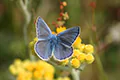 Polyommatus icarus