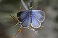 Celastrina argiolus
