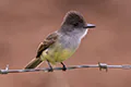 Myiarchus tuberculifer