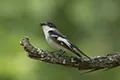 Ficedula semitorquata