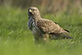 Buteo buteo