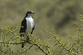 Buteo augur