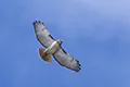 Buteo jamaicensis