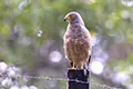 Rupornis magnirostris