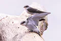 Tachycineta albilinea