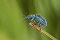 Phyllobius sp