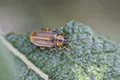 Lochmaea caprea