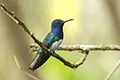 Florisuga mellivora