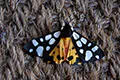 Arctia villica
