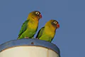 Agapornis fischeri