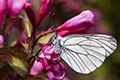 Aporia crataegi