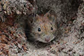 Microtus arvalis