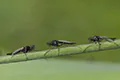 Chironomus plumosus