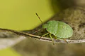 Palomena prasina