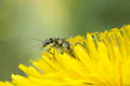 Oedemera sp