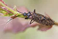 Oligostomis reticulata
