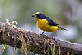 Euphonia laniirostris